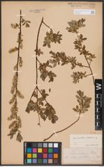 Salix aurita L. x Salix repens L.